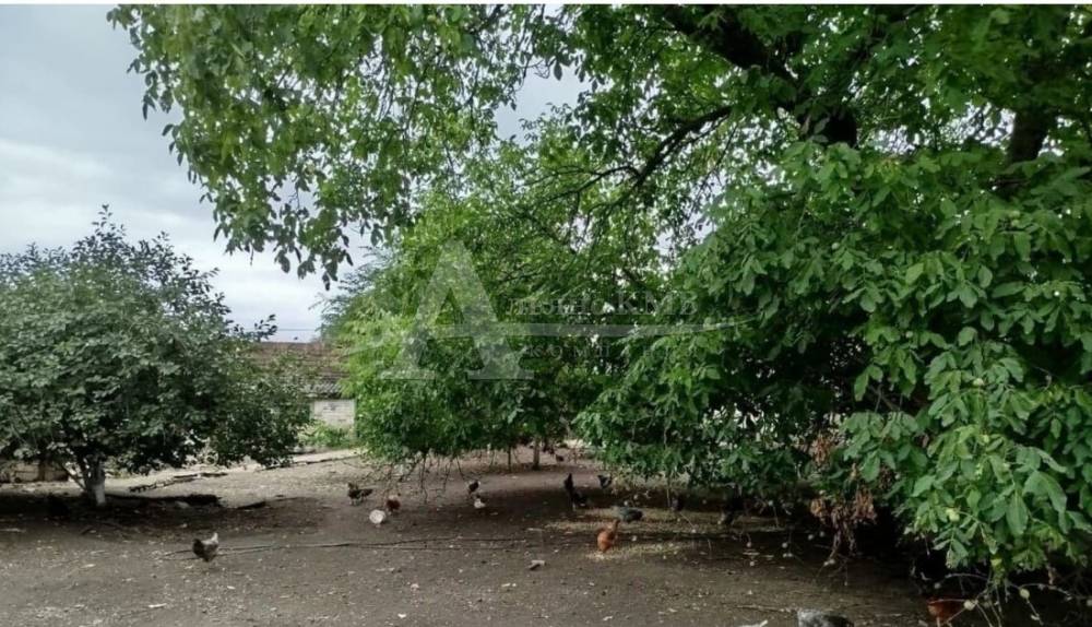 задний двор